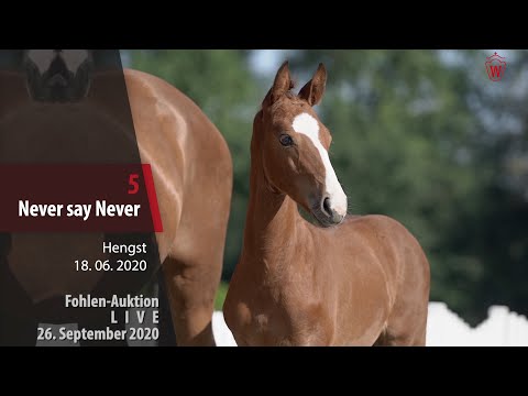Fohlen-Auktion LIVE 26. September 2020 Lot 5 Never say Never Hengst v. Numero Uno - Comme il faut
