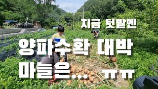 [시골일상 브이로그] 텃밭 양파 대박, 마늘은 이게 뭡니까??