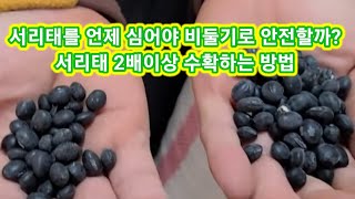 서리태콩을 언제심어야 비둘기로 안전할까? 2배이상 수확하는 방법 서리태콩 심는시기,모종만들기,방법,간격,밭만…