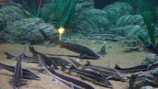 preview picture of video 'Океанариум Sochi Discovery World Aquarium'