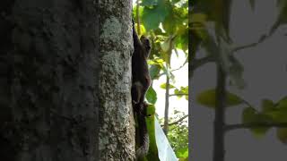 Download lagu GADIS CANTIK BERBURU TUPAI 🐿️ 😎 #snipercantik#tupai #shorts mp3