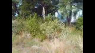 SNAKES BUGS AND RATS