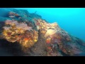 Diving in Cañones de fuera de Tamariu Sept. 2015. GoPro HD