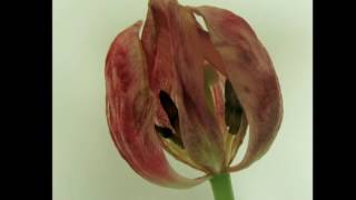 A voz do Tambor - Celso Fonseca..*