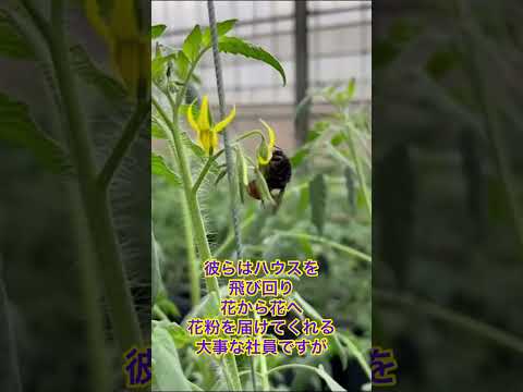 マルハナバチの城 – 花粉媒介昆虫の営巣補助材 トピックス