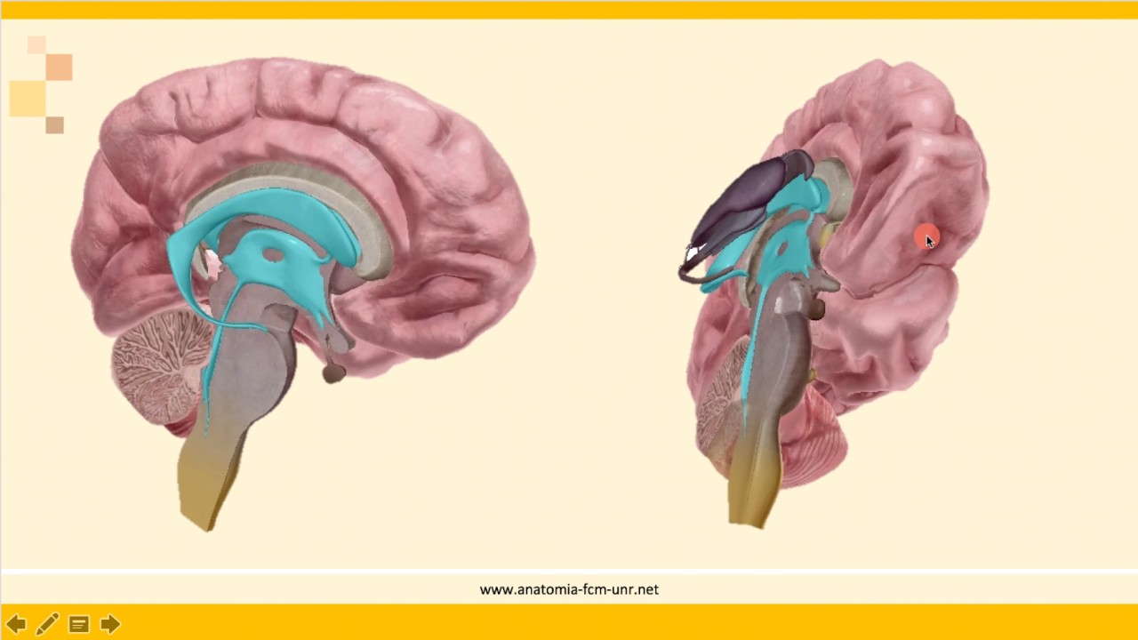 Sistema Nervioso: Cavidades Ventriculares y Líquido Cefalorraquídeo (Parte 1).