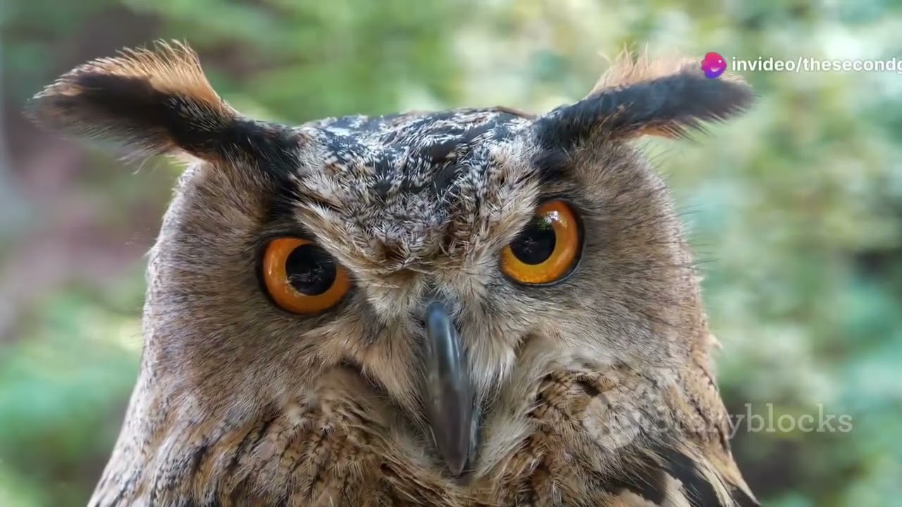 Nature’s most mysterious and fascinating creatures—the Owl