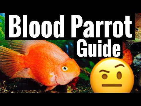 Red blood parrot cichlid care