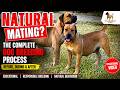 Real Boerboels Before During And After Mating The Complete Dog Breeding Process