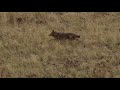 Coyote running across sage hillside