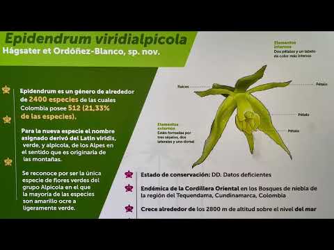 |NEW Orchid Species| - NUEVA especie  / Epidendrum Viridialpicola Exposición Nacional de Orquídeas