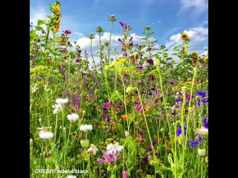 Gabe Brown's Formula for Tapestry No Mow Lawns