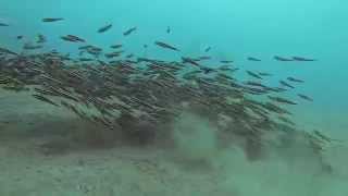 preview picture of video 'Underwater Encounters in Pemuteran Dive Site, Bali'