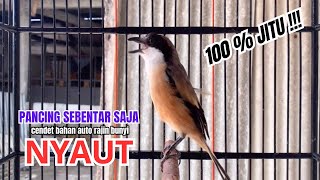 Download lagu cendet gacor FULL ISIAN PANJANG MEWAH AMPUH,, PANCINGAN CENDET AGAR BUNYI buat BURUNG PENTET GACOR mp3