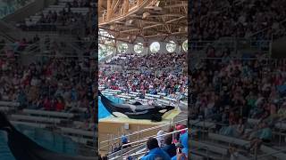 Assistimos o show das orcas no SeaWorld 🐳