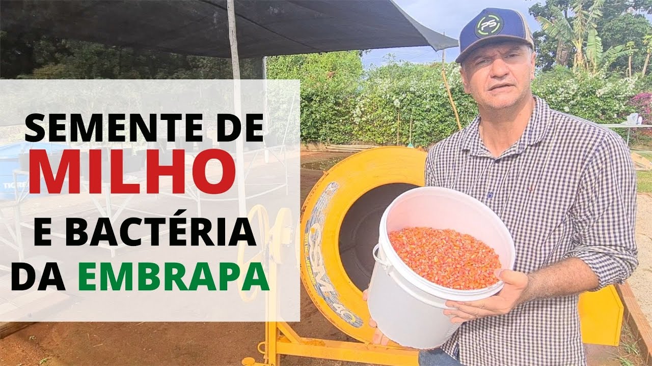 COMO TRATAR SEMENTE DE MILHO COM A BACTÉRIA AURAS.