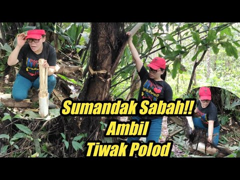 Sumandak Ambil Polod | Sabahan Style