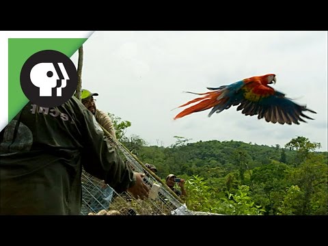 Scarlet Macaws Released to the Wild