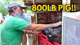 Pig Farming Adventure | Rambo The Legendary Duroc