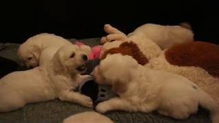 levendige puppy's