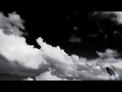 Thumbnail for video: Flight Plan