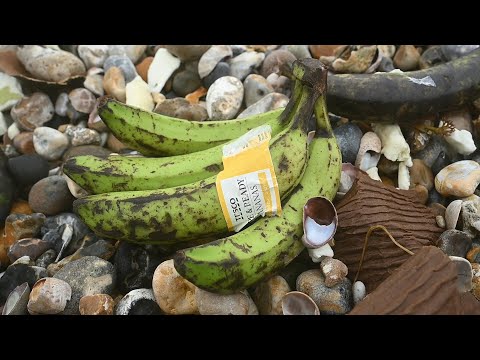 Video | People help clean up hundreds of rotten bananas washed ashore in southern England | AFP