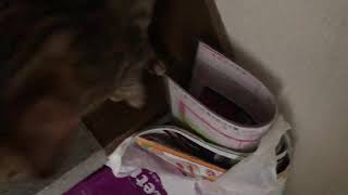 #ベンガル猫 #4ヶ月 #子猫 #ルイ 帰ってきたらお出迎えしてくれる子猫。