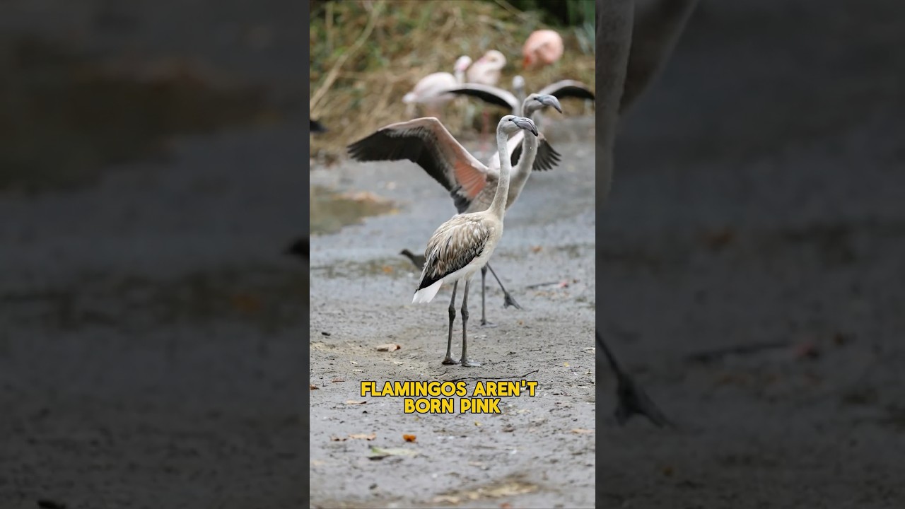 Flamingos Aren’t Born Pink🦩