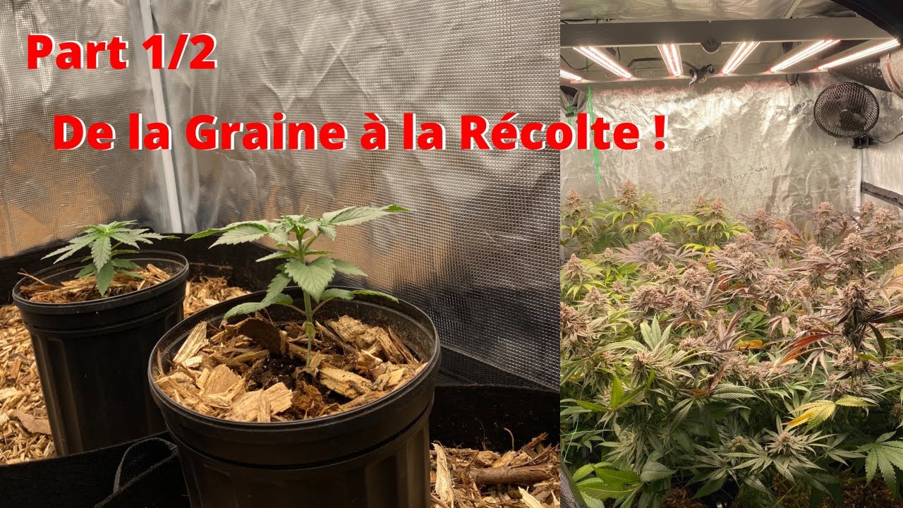 Culture Indoor LED de A à Zouz ! King’s Juice 1/2