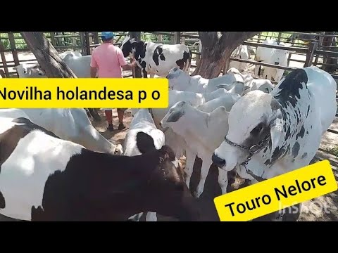feira no curral do gado em desterro Paraíba