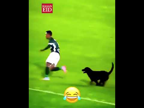 لحظات نادرة مع الحيوانات 🤯 | Rare Moments with Animals