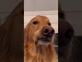 Teddy Needs A Bigger House Shorts Funny Teddy Dog Realestate