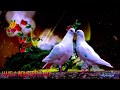 Good Morning Video Peaceful Music