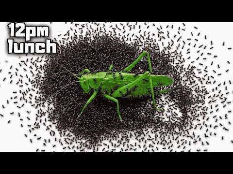 Ant Farm