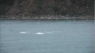 preview picture of video 'Spitsbergen - Beluga's in Gronfjorden'