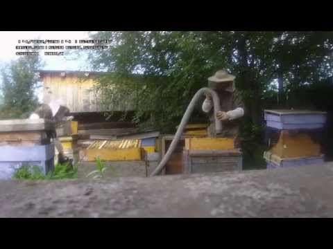 Выдувание пчел ранцевой воздуходувкой на пасеке Рябухина в Свердловской области.