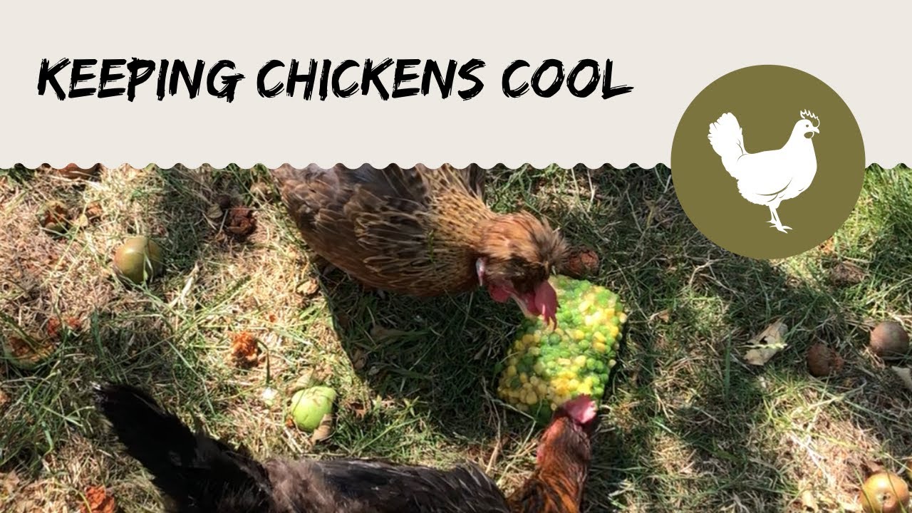 Keeping Chickens Cool
