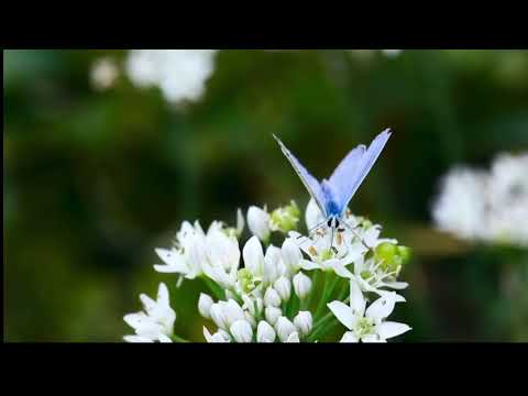 Opwekking 652 Zing voor de Koning