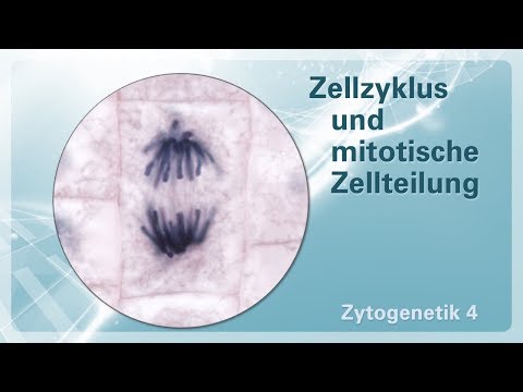 Zytogenetik 04 – Zellzyklus und mitotische Zellteilung