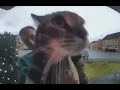 Cat Meows Into Door Camera And Disappears With Reverb V2