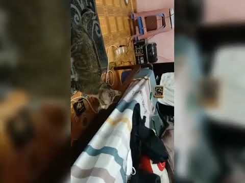 attacking stranger cat!