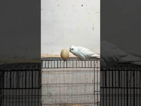 Murgi Ky Chuze🐣 #chicks #petsvlog #vicpettown