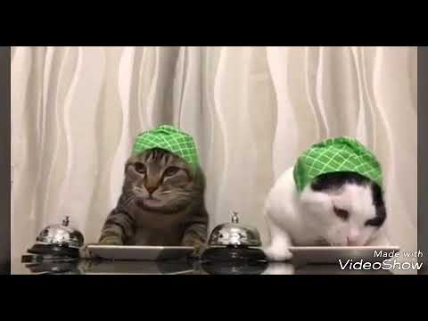 Mudane muuse biixi oo casuumay bisadaha Ku nool hargaysa