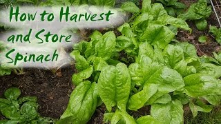 How to Harvest and Store Spinach and other Greens