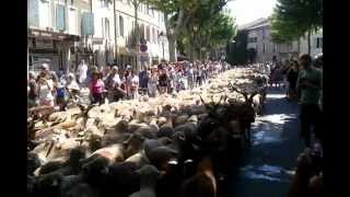 preview picture of video 'Transhumance 2012 Saint Rémy de Provence'