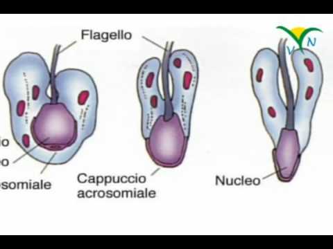 Perché quando il delirium tremens vede diavoli Pronto soccorso allatto di sviluppo di psicosi alcoliche affilate