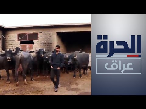 شاهد بالفيديو.. نينوى .. الحمى القلاعية خطر داهم