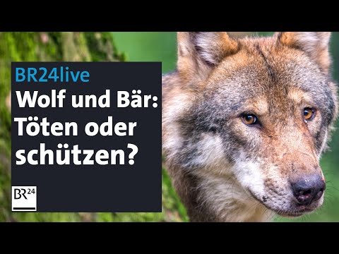 BR24live: Angst vor Wolf und Bär – Töten oder schützen?  | Münchner Runde | BR24