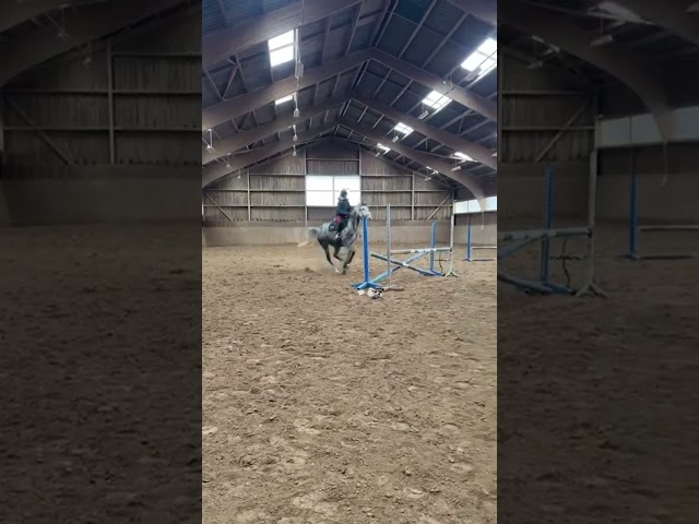 Merrie Zangersheide Te koop 2000 Schimmel ,  Columbus Z