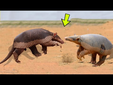 WHEN THE TATU FIGHTS WITH THE OTHER.